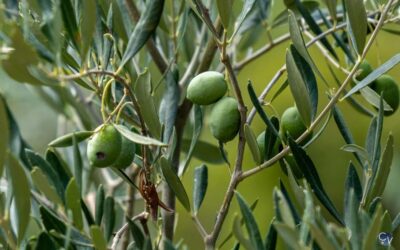 Conciergerie à Pierrelatte : rentabilisez votre location saisonnière